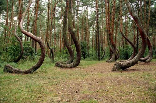 Изогнутый кривой лес в Польше.