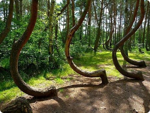 Изогнутый кривой лес в Польше.