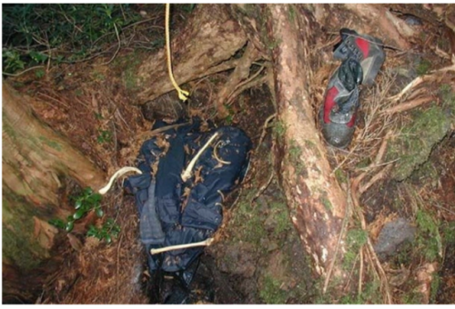 Аокигахара — лес самоубийц в Японии.